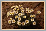 Thor E Gyger flowers postcard Alpine Crowfoot #2243 Ranunculus alpestris