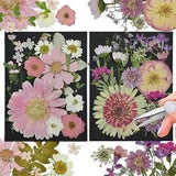 White Dried Pressed Flowers, 40Pcs Real Nature Flowers Set with Tweezers, Presse