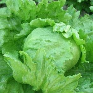 Lettuce Iceberg - Great Lakes 118 / 2g - 300 NON GMO Seeds - Lactuca Sativa