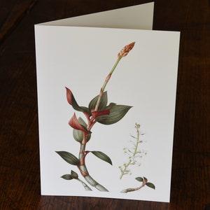 Ludisia discolour 'Red Velvet' greeting card