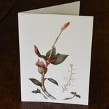Ludisia discolour 'Red Velvet' greeting card