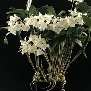 Dendrobium orchid "Micro Chip" Bloom size~Fragrant flower