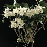 Dendrobium orchid "Micro Chip" Bloom size~Fragrant flower