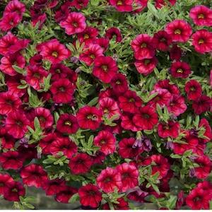 100 Seeds Red Dwarf Petunia Flower Seeds, Heirloom, Gardening Petunia