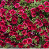 100 Seeds Red Dwarf Petunia Flower Seeds, Heirloom, Gardening Petunia
