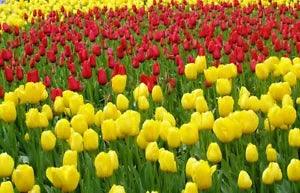 Tulip Bulbs Fresh Garden Bulbs All Season Planting Available 10PCS Mix Flowers