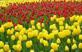 Tulip Bulbs Fresh Garden Bulbs All Season Planting Available 10PCS Mix Flowers