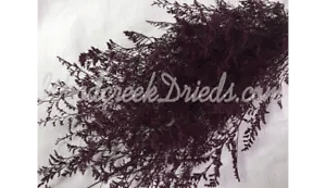 PRESERVED DYED BURGUDY CASPIA FLORAL FOLIAGE FILLER FLOWER