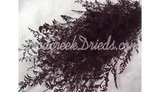 PRESERVED DYED BURGUDY CASPIA FLORAL FOLIAGE FILLER FLOWER