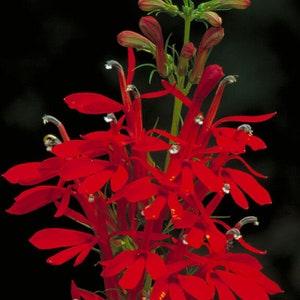 The Cardinal Flower - Lobelia cardinalis - Rare 'Plant' Seeds - Red Lobelia, Scarlet Lobelia, Red-Green, Queen Victoria, Campanulaceae