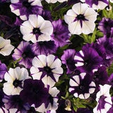 Petunia 'Shock Wave H Purple Tie Dye' 6 Seeds (Petunia hybrida) Heirloom Flower Seeds