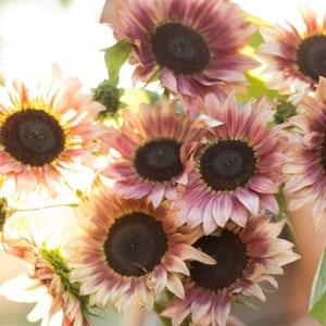 10 seeds Strawberry plum Sunflower Seed (F1)