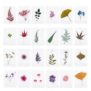 for Creative Mix Pressed Leaves Dried Plants Specimen Fillers DIY Natural Dry Le