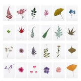 for Creative Mix Pressed Leaves Dried Plants Specimen Fillers DIY Natural Dry Le