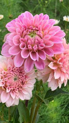 Rosa Herbstblumen - diese 7 Herbstbl¡§?her machen die Herbststimmung heiter - Freshideen Flower Delivery