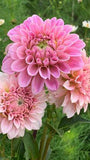 Rosa Herbstblumen - diese 7 Herbstbl¡§?her machen die Herbststimmung heiter - Freshideen Flower Delivery