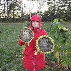 Mongolian Giant Sunflower Seeds. 5/10/20/40 Seeds. Giant Sunflower Heads with Large edible seeds! Flat rate shipping!