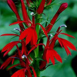 NEW! 100 Red Cardinal Flower Seeds, Lobelia Cardinalis LO201C