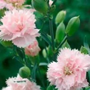 Carnation- Chabaud LaFrance- 50 Seeds- New