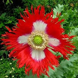 100+ Poppy Danish Flag Flower Seeds-PAPAVAR SOMIFERUM---B185