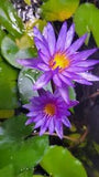 LIVE CAPE BLUE WATER LILY ROOTED BLOOMING PLANT (Nymphaeaceae)  up to 30"