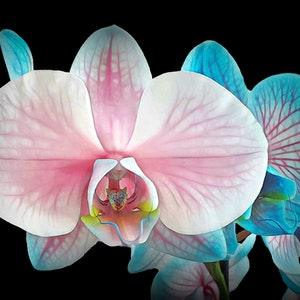 Natural Inner Strength embedded in Beautiful Pink and Blue Orchid (Phalaenopsis)