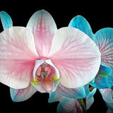Natural Inner Strength embedded in Beautiful Pink and Blue Orchid (Phalaenopsis)