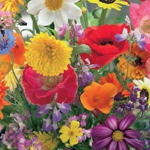 Patio Butterfly Mix, Pollinator Mixed Varieties(Patio Size), Butterfly Garden Seeds, Untreated, non GMO 25+ seeds/packet