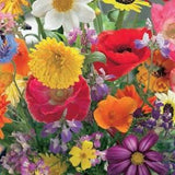 Patio Butterfly Mix, Pollinator Mixed Varieties(Patio Size), Butterfly Garden Seeds, Untreated, non GMO 25+ seeds/packet