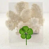 Good Luck Pressed and Preserved 5 Leaf Clover in Cello Sleeve