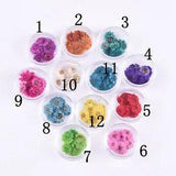 10PCS real Pressed tiny daisy Flower, 12 colors dyed available FCD51
