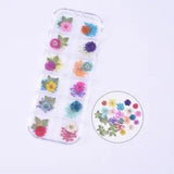 30PCS Real Pressed Dry Mixed flowers leaves collection for craft FCD504 #6