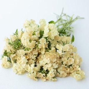 50 seeds Lovely Dwarf Beauty Yellow Phlox