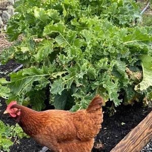 Rare Perennial walking stick kale/cabbage SEEDS Rare seeds Edible greens cut flower bouquet green Dizzy Bees Urban Garden