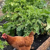 Rare Perennial walking stick kale/cabbage SEEDS Rare seeds Edible greens cut flower bouquet green Dizzy Bees Urban Garden