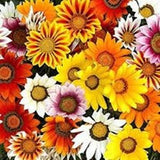 Gazania SEEDS mixed bright colors bloom spring -fall cut flowers, bouquet Dizzy Bees Urban Garden