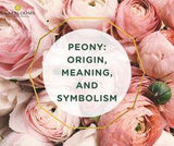 Peony: Origin, Meaning, and Symbolism Flower Delivery