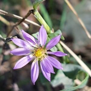 Smooth Blue Aster Seeds Canada, Cold Hardy Zone 3-8, Indigenous Wild Native Perennial Flower, Glaucous Daisy, Symphyotrichum Laeve + Gift