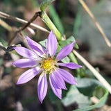 Smooth Blue Aster Seeds Canada, Cold Hardy Zone 3-8, Indigenous Wild Native Perennial Flower, Glaucous Daisy, Symphyotrichum Laeve + Gift