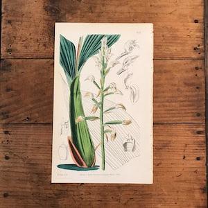 Govenia Orchid, Original 1845 Hand Colored Antique Print, Curtis Botanical Magazine