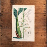 Govenia Orchid, Original 1845 Hand Colored Antique Print, Curtis Botanical Magazine