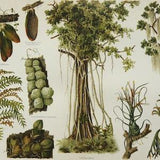 1897 Antique lithograph of EPIPHYTE PLANTS. EPIPHYTES. Mosses. Orchids. Lichens. Liverworts. Gardening. Botany. 126 years old print.