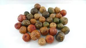 34 Natural Dried Nuts Shells Home Display Table Decor Potpourri