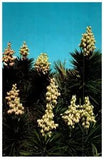 Spanish Bayonets Members Of The Lily Family Floral Postcard
