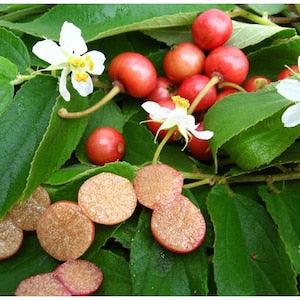 Muntingia Calabura 50 Seeds Jamaican Cherry Rare Tropical Sweet Fruit