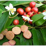 Muntingia Calabura 50 Seeds Jamaican Cherry Rare Tropical Sweet Fruit