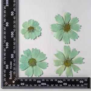 12PCS Real Pressed Dry dyed green Garden Cosmos flower for art, craft FSS59 #3