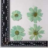 12PCS Real Pressed Dry dyed green Garden Cosmos flower for art, craft FSS59 #3