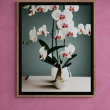 White and pink orchid in pot