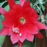 Epiphyllum Cutting Red Orchid Cactus
